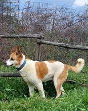 HARLEY, Hund, Mischlingshund in Griechenland - Bild 27