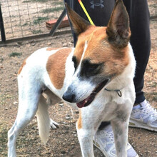 HARLEY, Hund, Mischlingshund in Griechenland - Bild 3