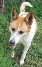 HARLEY, Hund, Mischlingshund in Griechenland - Bild 33