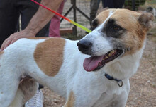 HARLEY, Hund, Mischlingshund in Griechenland - Bild 4