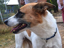 HARLEY, Hund, Mischlingshund in Griechenland - Bild 5