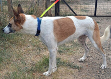 HARLEY, Hund, Mischlingshund in Griechenland - Bild 7