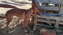 KITTY, Hund, Podenco in Spanien - Bild 9