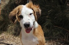 SAMMI, Hund, Mischlingshund in Spanien - Bild 1