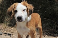 SAMMI, Hund, Mischlingshund in Spanien - Bild 2