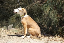 SAMMI, Hund, Mischlingshund in Spanien - Bild 3