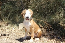 SAMMI, Hund, Mischlingshund in Spanien - Bild 4