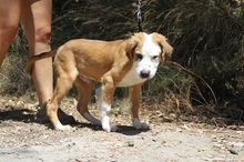 SAMMI, Hund, Mischlingshund in Spanien - Bild 5