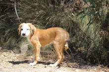 SAMMI, Hund, Mischlingshund in Spanien - Bild 6