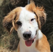 SAMMI, Hund, Mischlingshund in Spanien - Bild 7