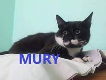 MURY, Katze, Europäisch Kurzhaar in Bulgarien - Bild 1