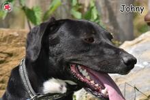 JOHNY, Hund, Mischlingshund in Donzdorf - Bild 5