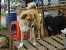 CERRY, Hund, Mischlingshund in Griechenland - Bild 11