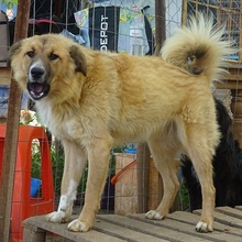 CERRY, Hund, Mischlingshund in Griechenland - Bild 12
