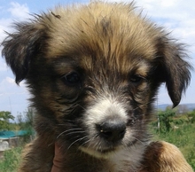 CERRY, Hund, Mischlingshund in Griechenland - Bild 14