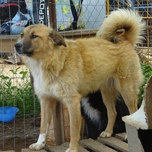 CERRY, Hund, Mischlingshund in Griechenland - Bild 2