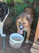 CERRY, Hund, Mischlingshund in Griechenland - Bild 3