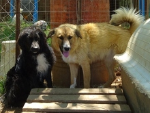 CERRY, Hund, Mischlingshund in Griechenland - Bild 6