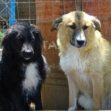 CERRY, Hund, Mischlingshund in Griechenland - Bild 7