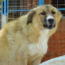 CERRY, Hund, Mischlingshund in Griechenland - Bild 9