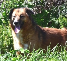 CERRY, Hund, Mischlingshund in Schöngeising - Bild 22