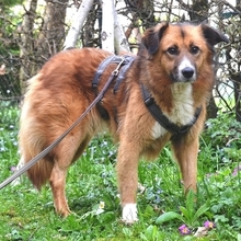 CERRY, Hund, Mischlingshund in Schöngeising - Bild 24