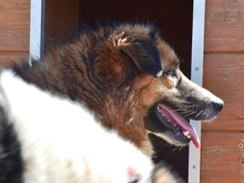 CERRY, Hund, Mischlingshund in Schöngeising - Bild 25