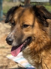 CERRY, Hund, Mischlingshund in Schöngeising - Bild 26