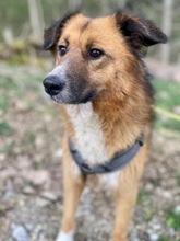 CERRY, Hund, Mischlingshund in Schöngeising - Bild 32