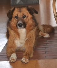 CERRY, Hund, Mischlingshund in Schöngeising - Bild 41