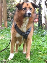 CERRY, Hund, Mischlingshund in Schöngeising - Bild 42