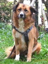 CERRY, Hund, Mischlingshund in Schöngeising - Bild 43