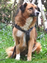 CERRY, Hund, Mischlingshund in Schöngeising - Bild 44