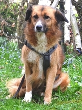 CERRY, Hund, Mischlingshund in Schöngeising - Bild 45