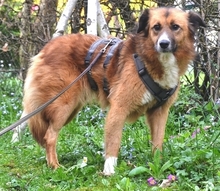 CERRY, Hund, Mischlingshund in Schöngeising - Bild 46