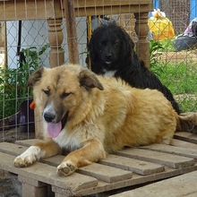 CERRY, Hund, Mischlingshund in Schöngeising - Bild 5