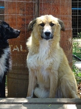 CERRY, Hund, Mischlingshund in Schöngeising - Bild 8