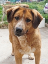 CORIN, Hund, Mischlingshund in Griechenland - Bild 1