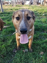 CORIN, Hund, Mischlingshund in Griechenland - Bild 10