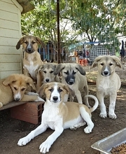 CORIN, Hund, Mischlingshund in Griechenland - Bild 13