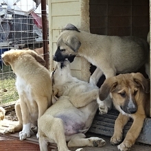 CORIN, Hund, Mischlingshund in Griechenland - Bild 15