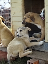 CORIN, Hund, Mischlingshund in Griechenland - Bild 18