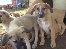 CORIN, Hund, Mischlingshund in Griechenland - Bild 19