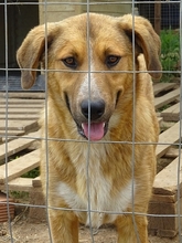 CORIN, Hund, Mischlingshund in Griechenland - Bild 2