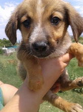 CORIN, Hund, Mischlingshund in Griechenland - Bild 21
