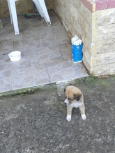 CORIN, Hund, Mischlingshund in Griechenland - Bild 25