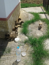 CORIN, Hund, Mischlingshund in Griechenland - Bild 27