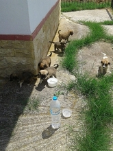 CORIN, Hund, Mischlingshund in Griechenland - Bild 28