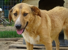 CORIN, Hund, Mischlingshund in Griechenland - Bild 3