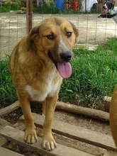 CORIN, Hund, Mischlingshund in Griechenland - Bild 4